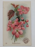 1889 J16 Church & Co Arm Hammer Beautiful Flowers Blackthorn. Fixed Price $14.99.
