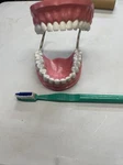 Giant Educational Teeth & Toothbrush For Dentist Display Dental Student. Fixed Price $45.00.