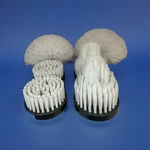 6-PACK Replacement Brush Heads For Turbo Handheld Scrubber. Fixed Price $18.40.