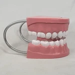 Giant Educational Teeth & Toothbrush For Dentist Display Dental Student. Fixed Price $61.58.