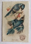 Blue Jays Arm Hammer Beautiful Birds Card Church & Co. #41 Victorian Trade. Fixed Price $18.00.