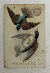 1880 S-90 Arm & Hammer Beautiful Birds White Bellied Swallow #26 Church Co J8. Fixed Price $7.99.